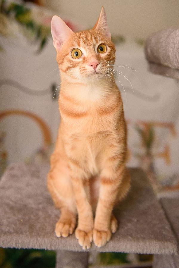 Zoe una perla rossa da 8 mesi  Foto 4